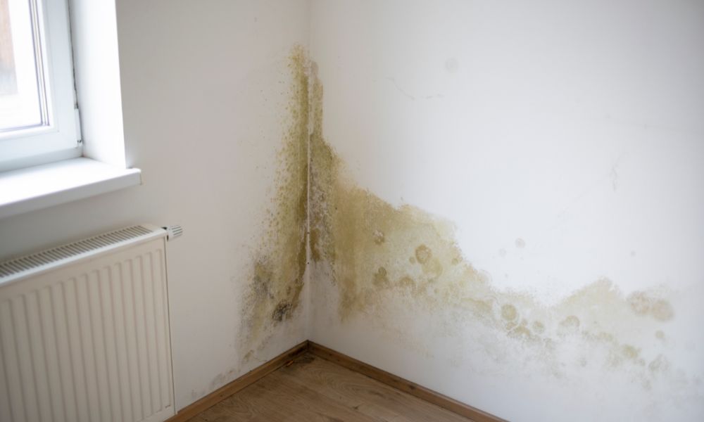 4 Common Places To Check for Mold in Your Home