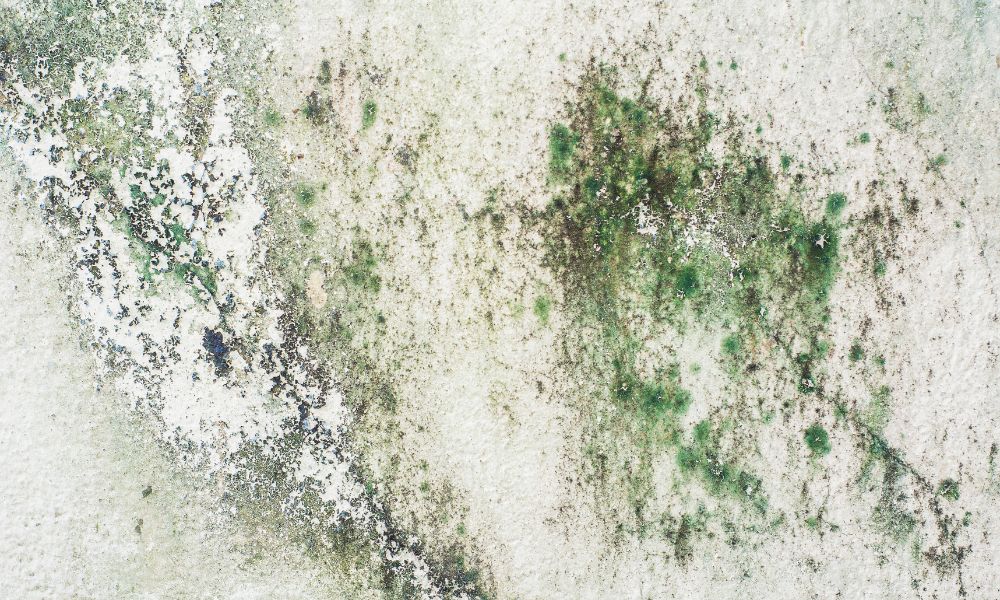 5 Helpful Tips To Stop Mold From Spreading