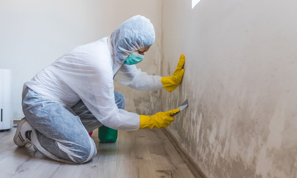 Why You Should Hire a Professional for Mold Removal