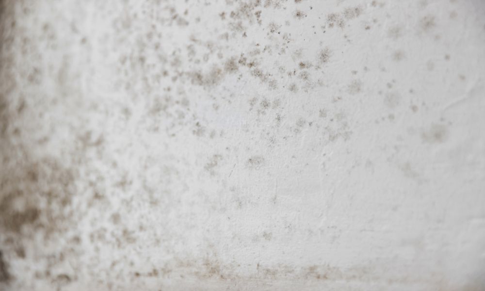 Telltale Signs of Mold Growth in Your Home