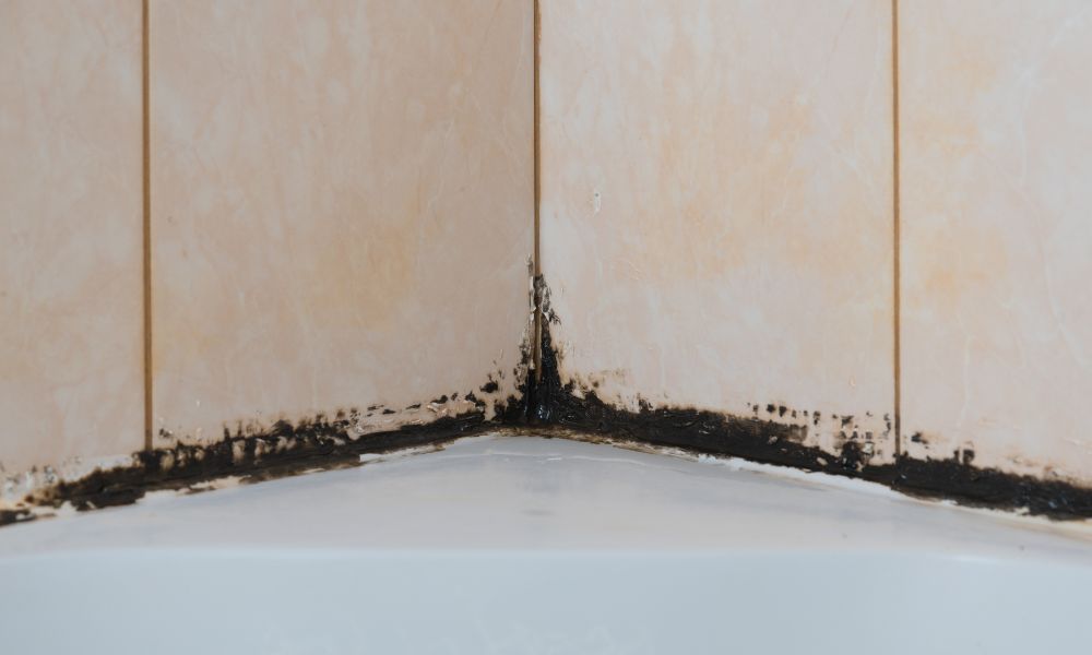 What You Should Know About Each Type of Mold