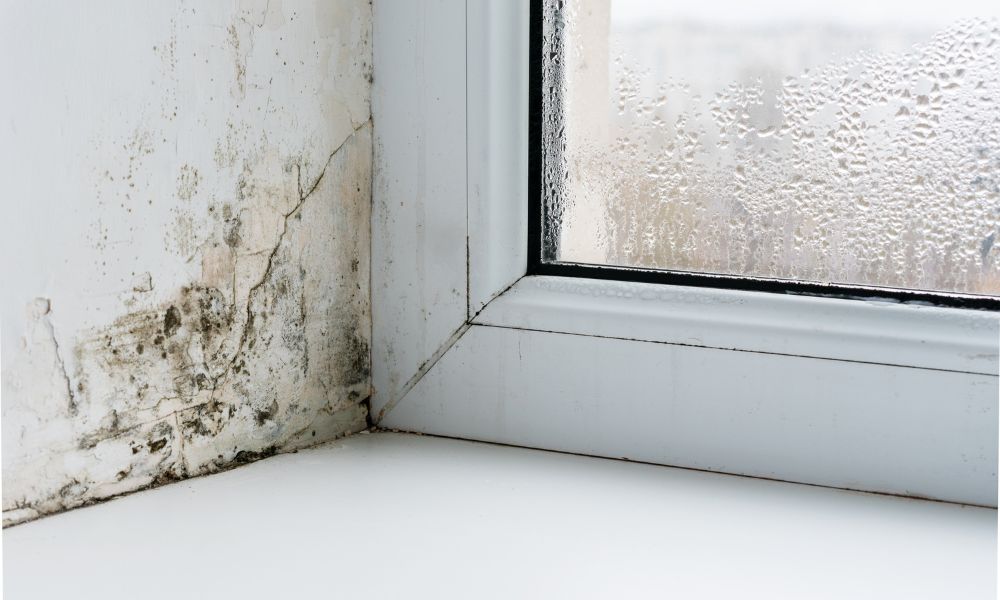 Can Mold in the Home Make Allergies Worse?